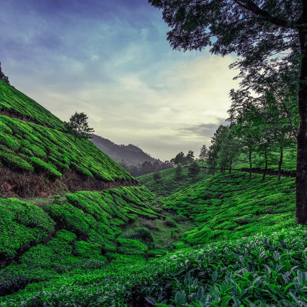 Munnar