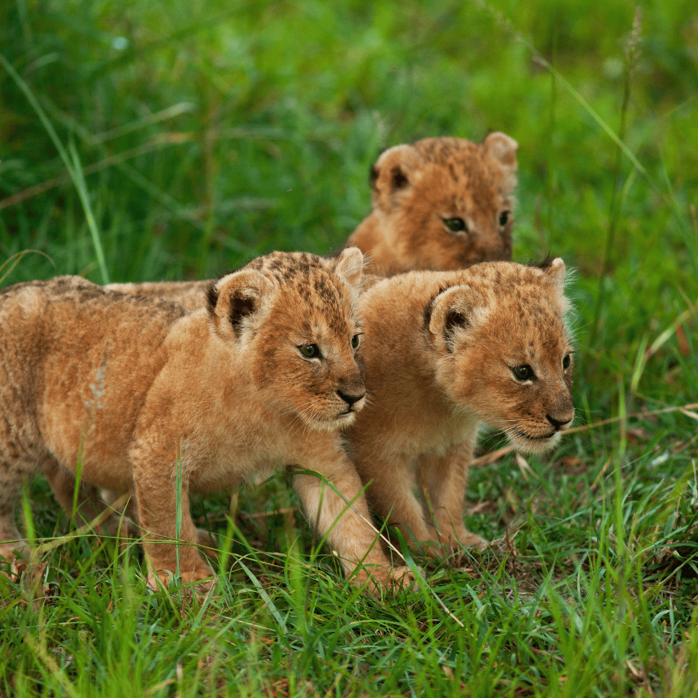 Achabal Wildlife Sanctuary