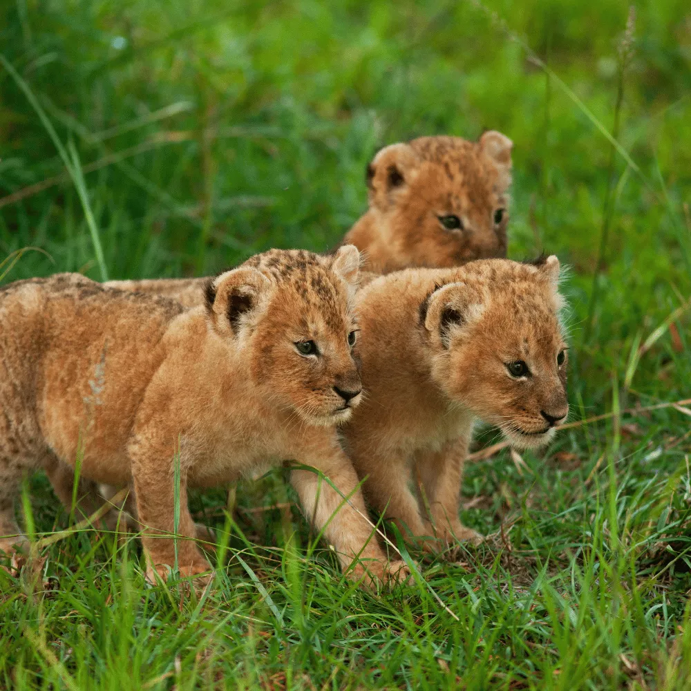 Achabal Wildlife Sanctuary