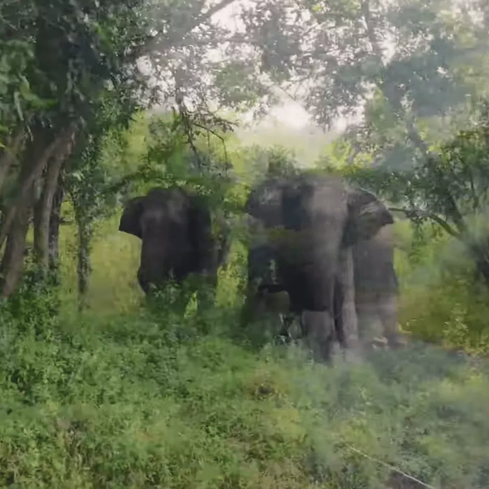 Anamalai Tiger Reserve