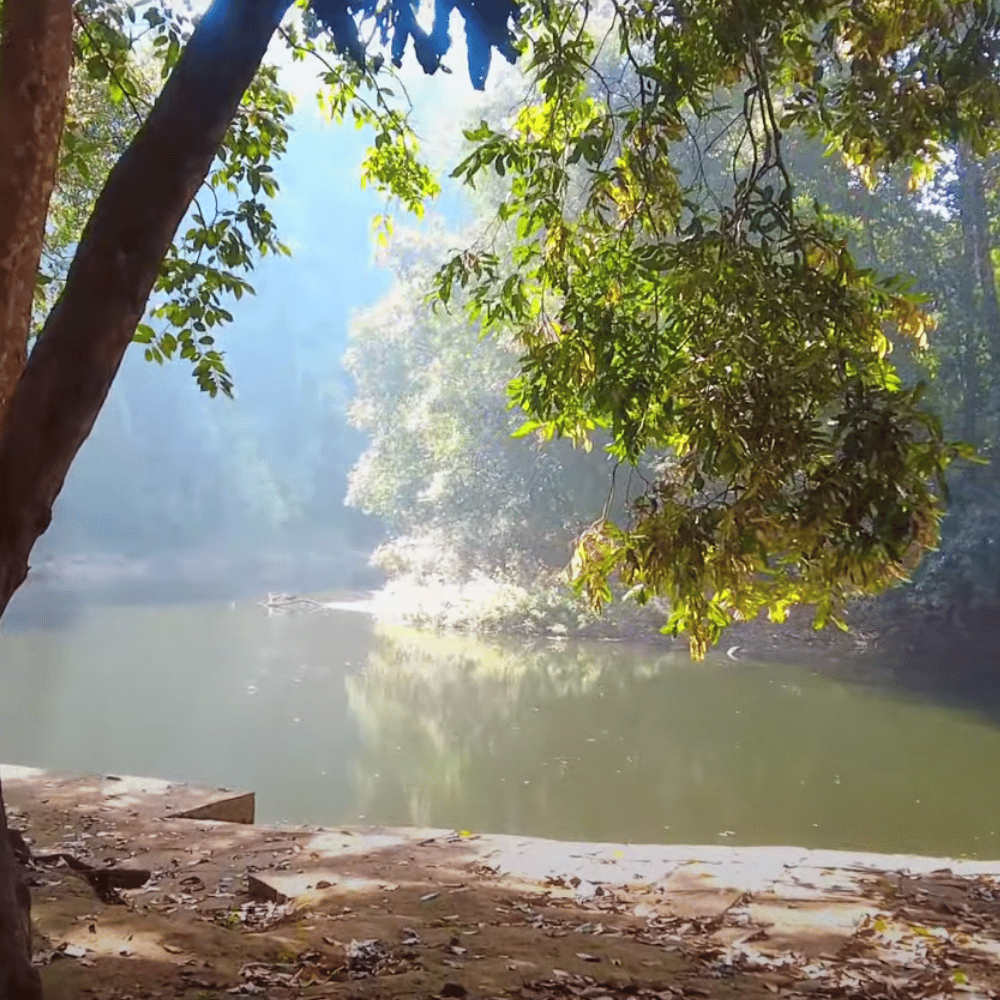 Anejhari Butterfly Camp