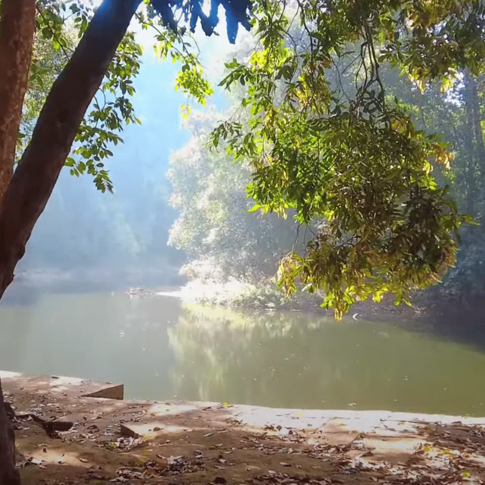 Anejhari Butterfly Camp