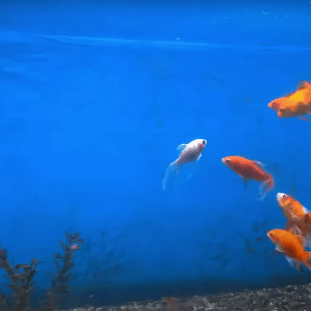 Anjarakandy Hospital Museum