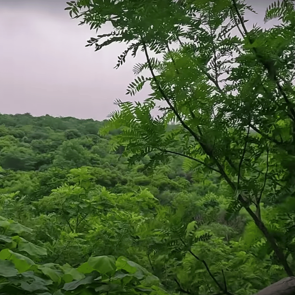 Aravalli Biodiversity Park