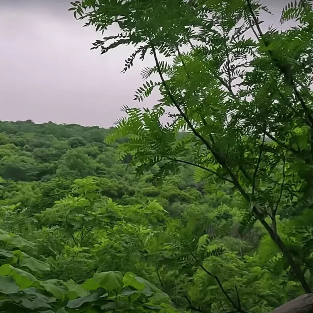 Aravalli Biodiversity Park
