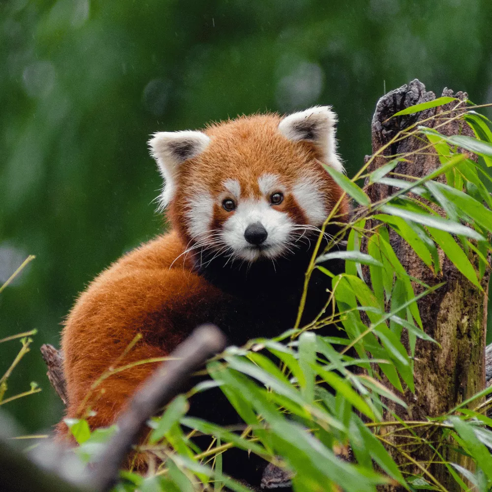 Askot Wildlife Sanctuary