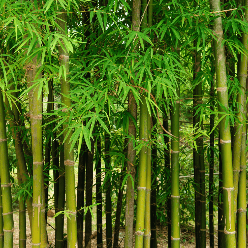 Bamboo Garden