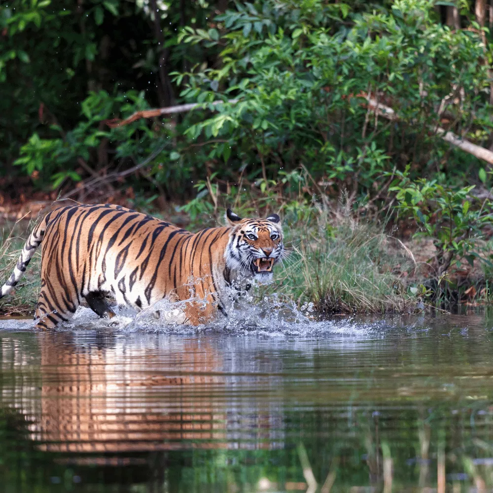 Bandhavgarh National Park