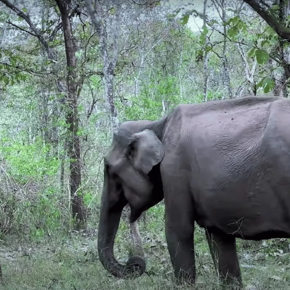 Bandipur National Park