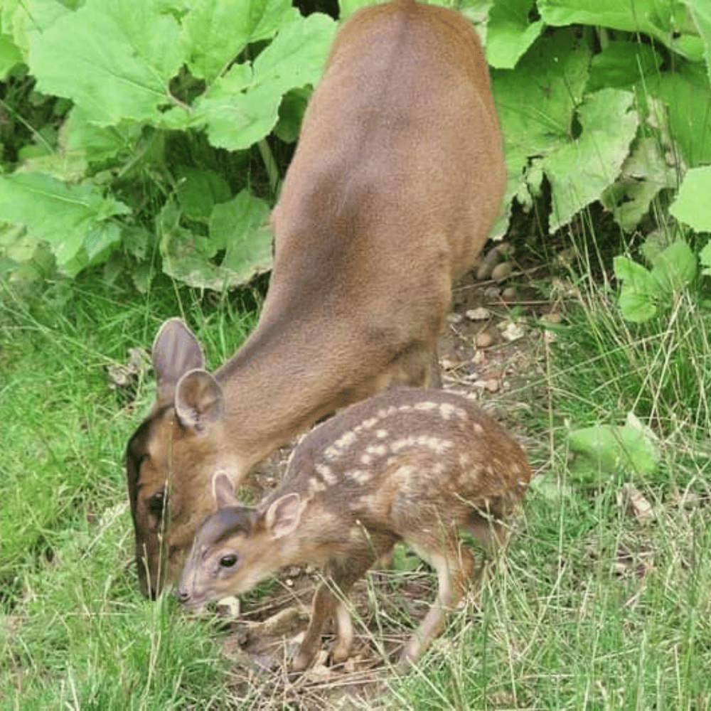 Bandipur National Park