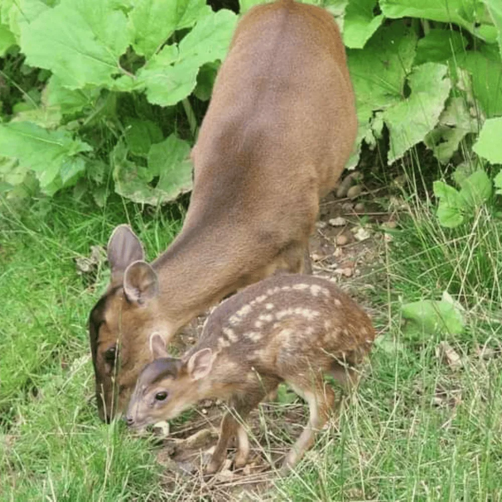 Bandipur National Park
