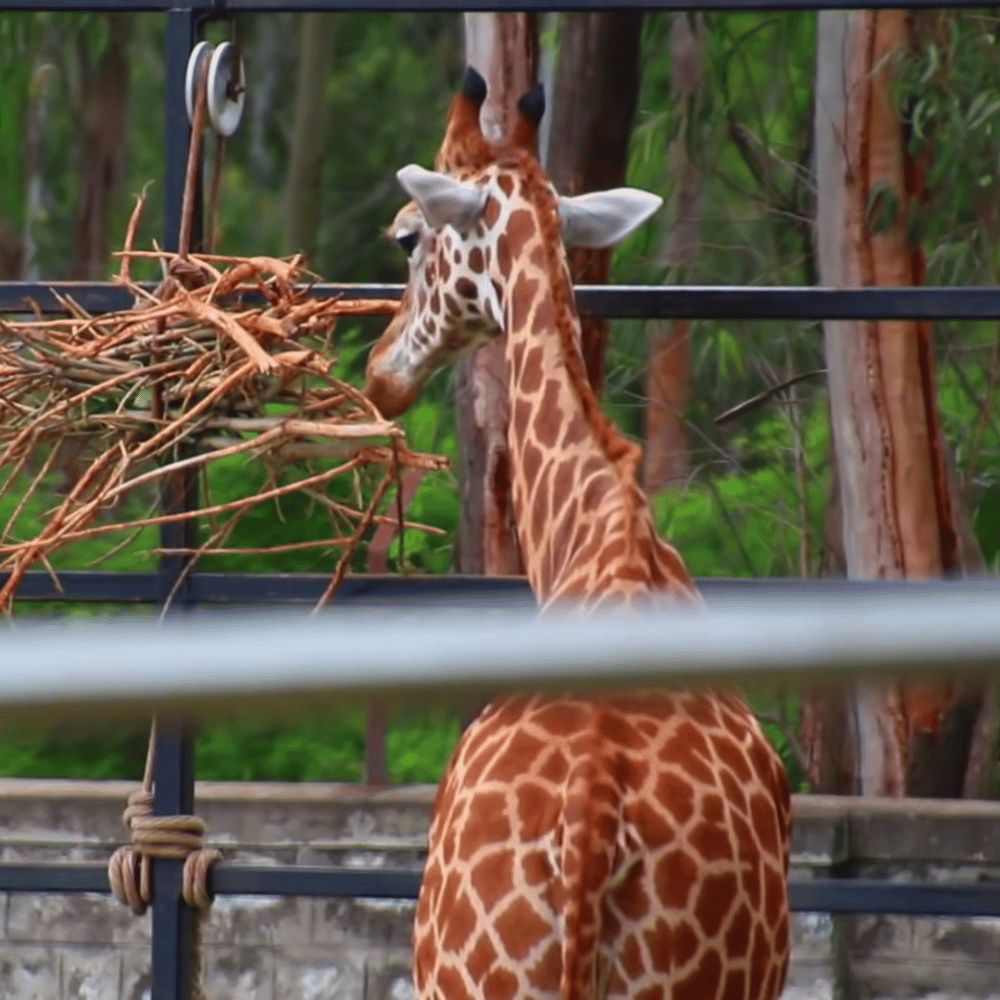 Bannerghatta Biological Park