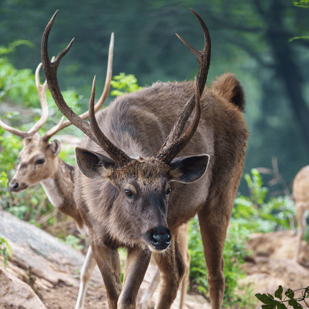 Bannerghatta National Park