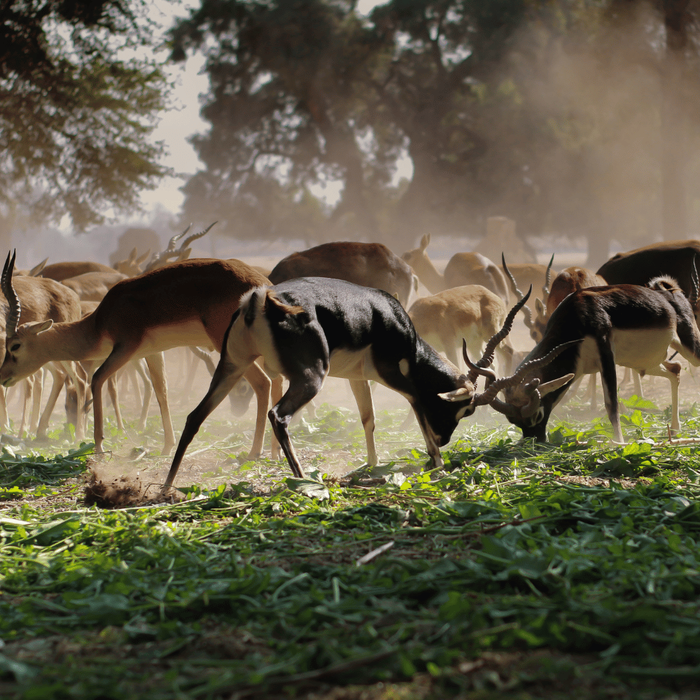 Barnawapara Wildlife Sanctuary