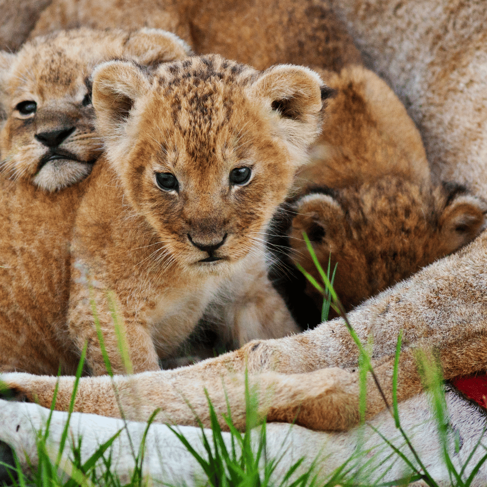 Bherjan-Borjan-Padumoni Wildlife Sanctuary