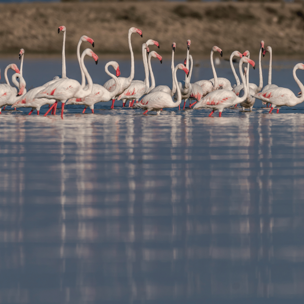 Bhigwan Bird Sanctuary