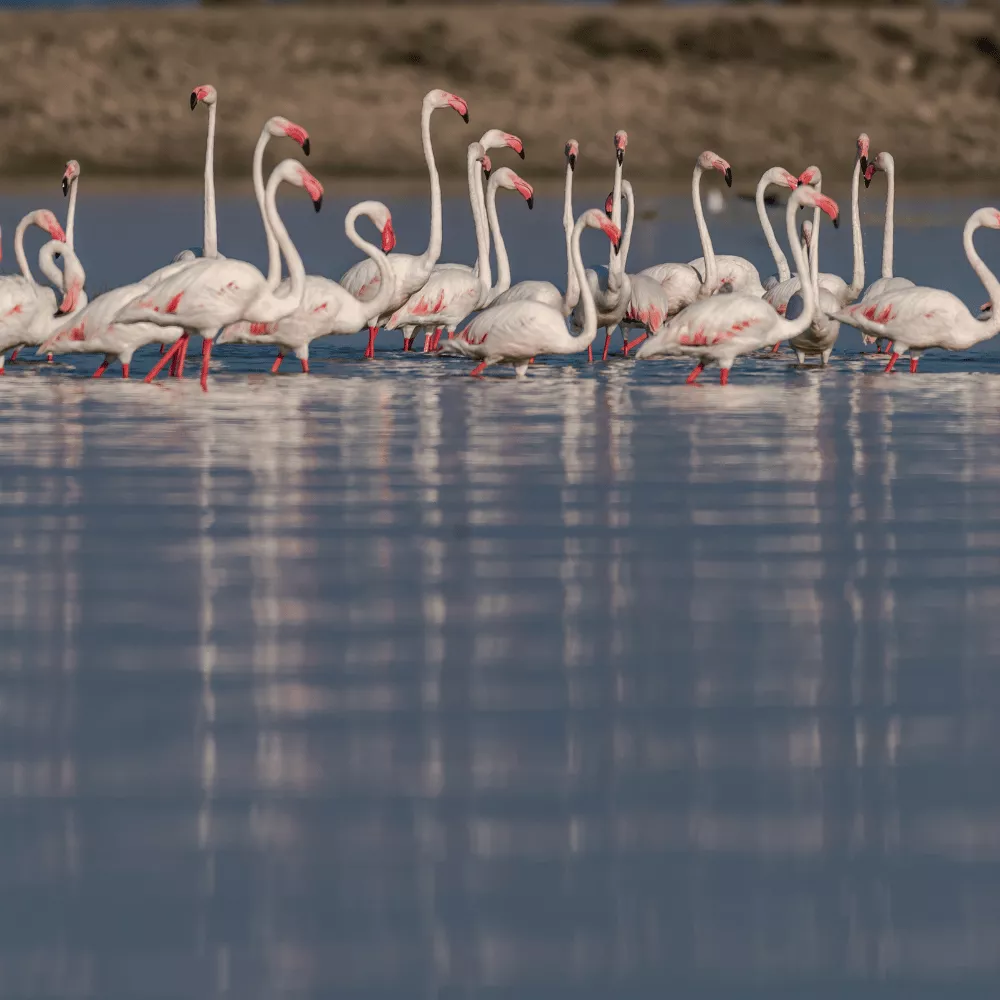 Bhigwan Bird Sanctuary