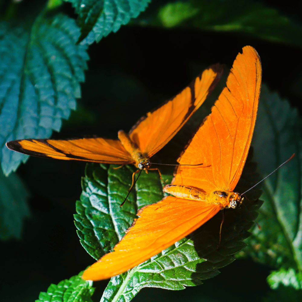 Butterfly Conservatory