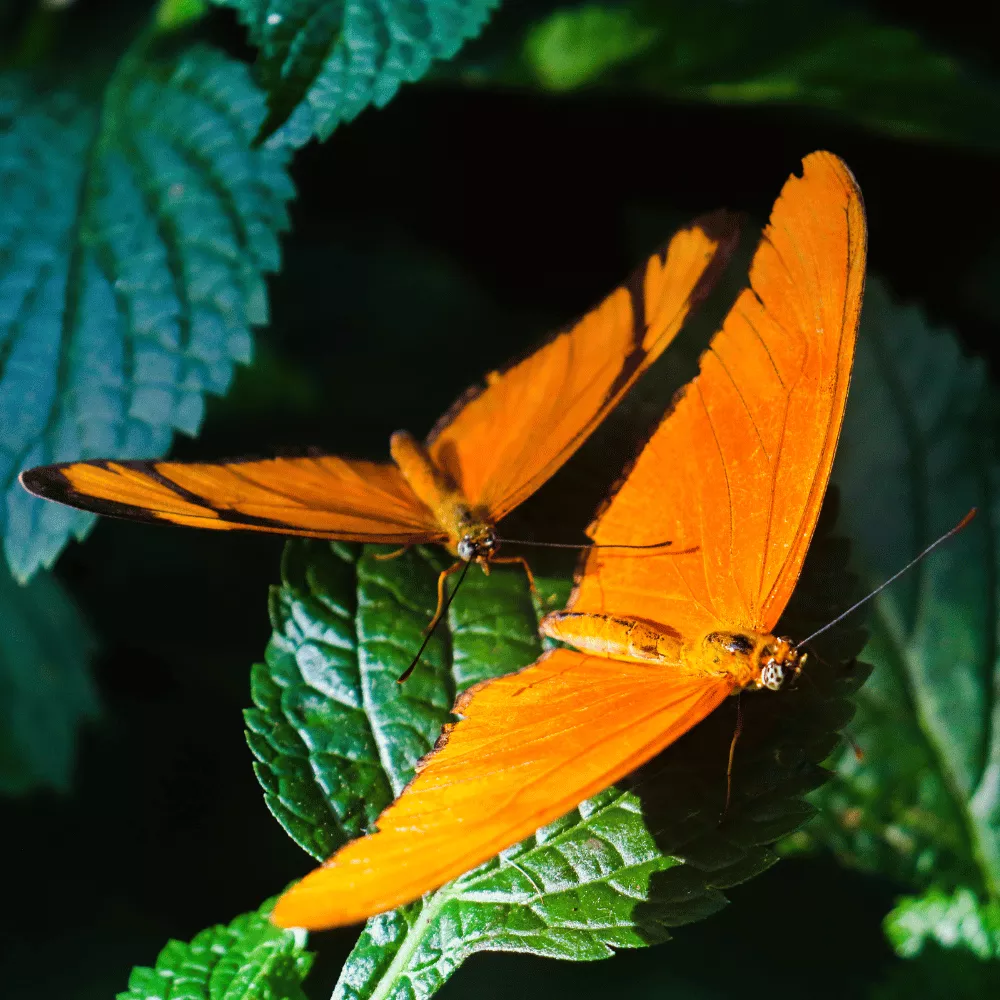 Butterfly Conservatory