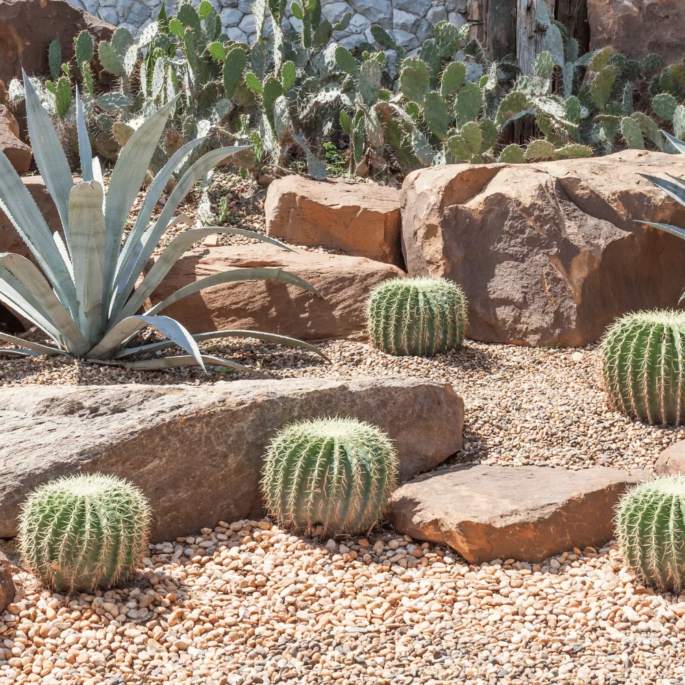Cactus Garden