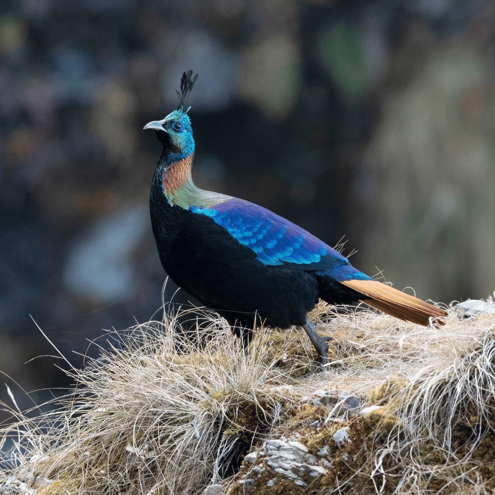 Chidi Khoh Waterfalls