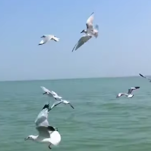 Chilika Lake