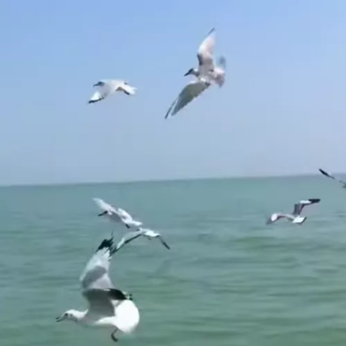 Chilika Lake