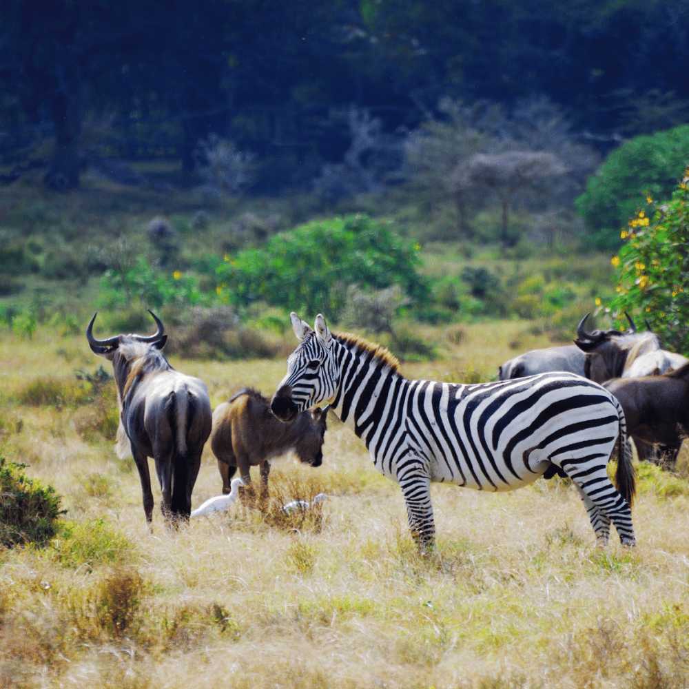 Chinnar Wildlife Sanctuary