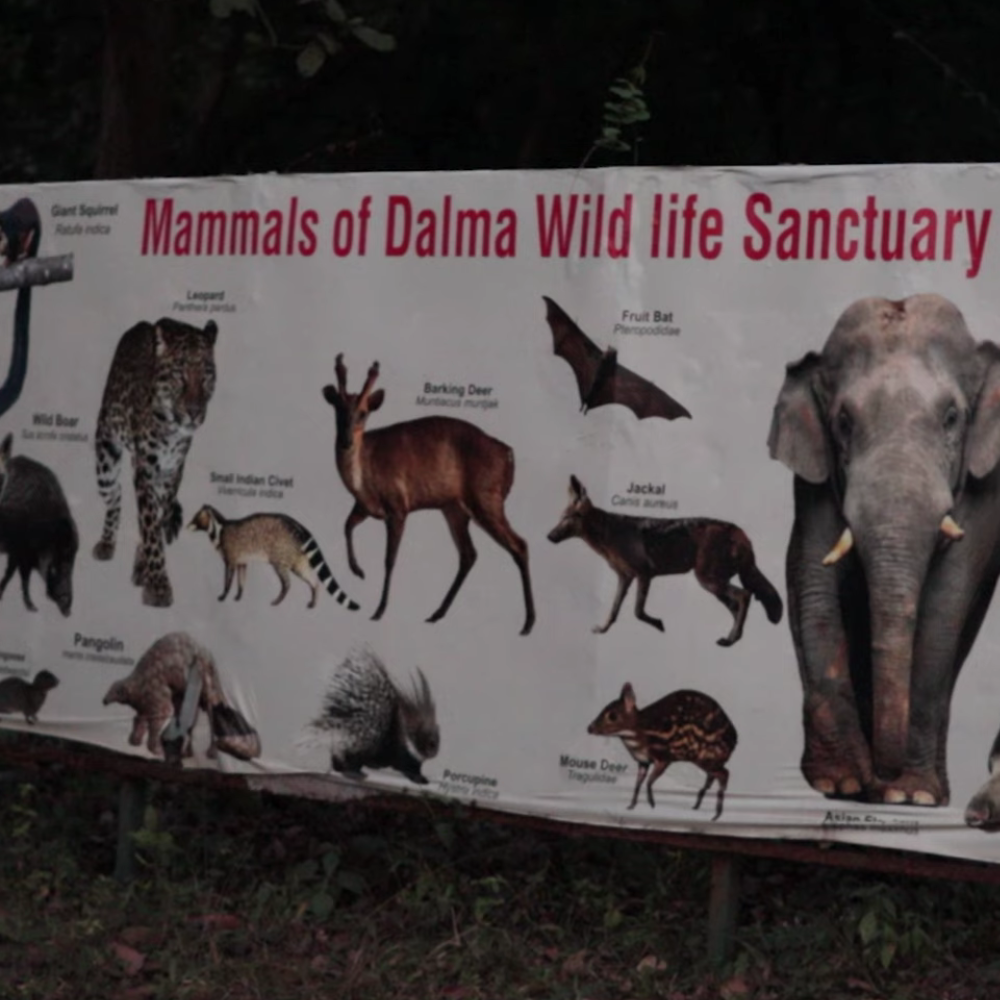 Dalma Wildlife Sanctuary