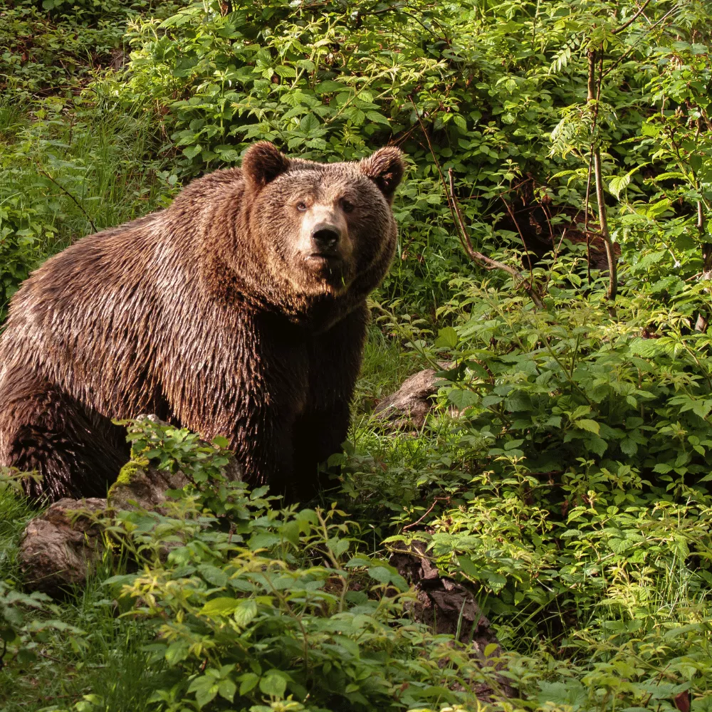 Daroji Bear Sanctuary