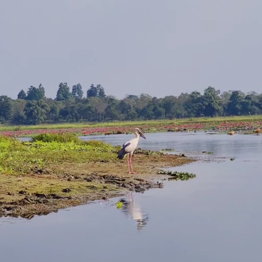 Dibru-Saikhowa National Park