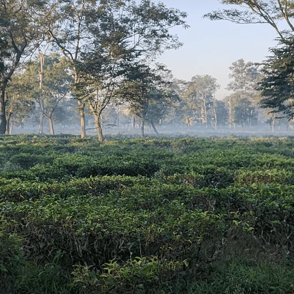 Dibrugarh Tea Estates