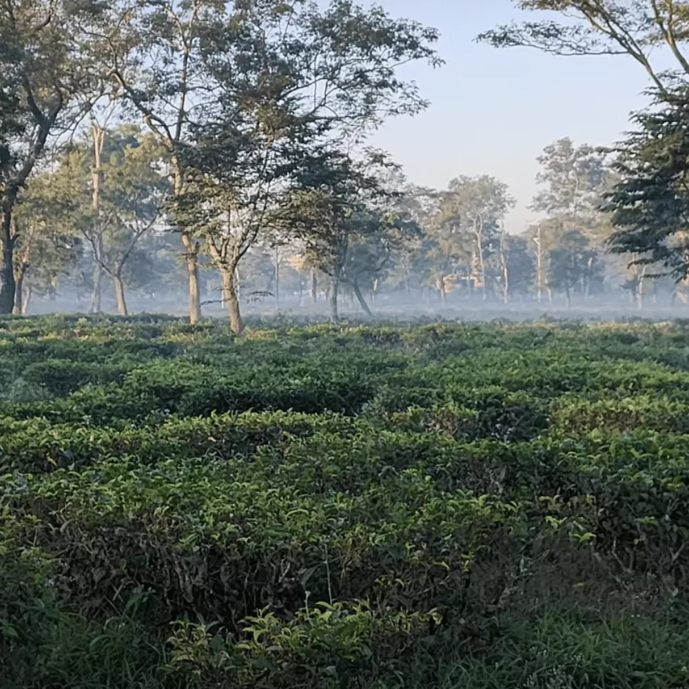 Dibrugarh Tea Estates