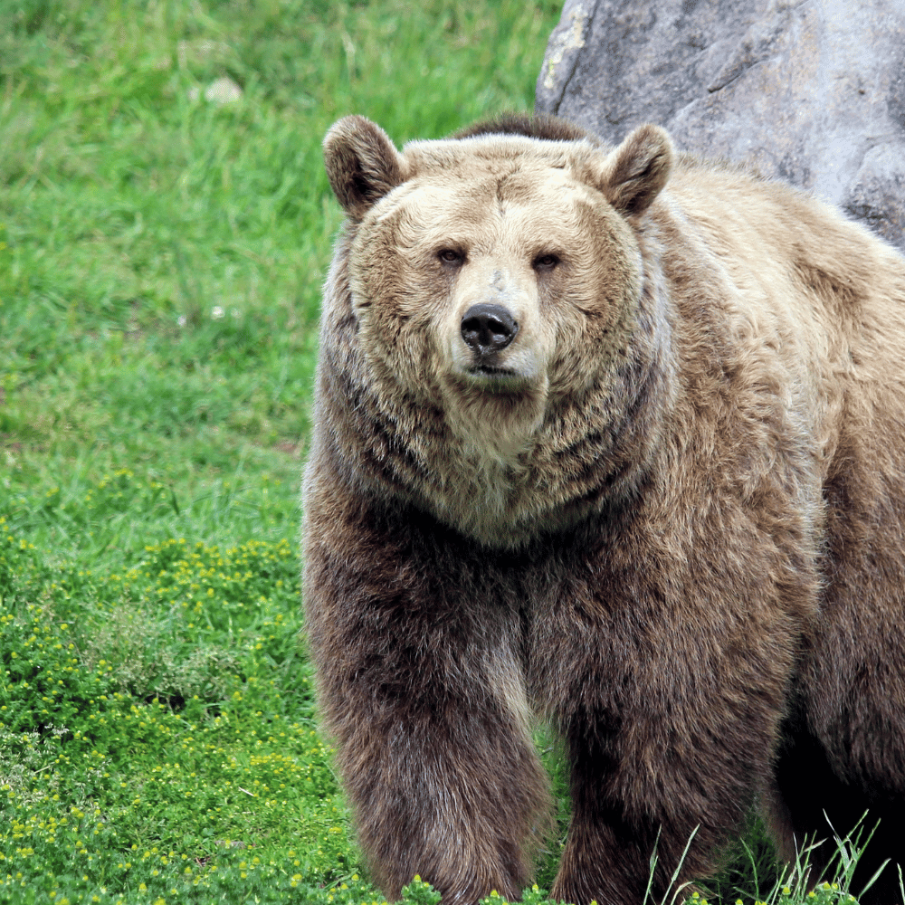 Gomarda Wildlife Sanctuary