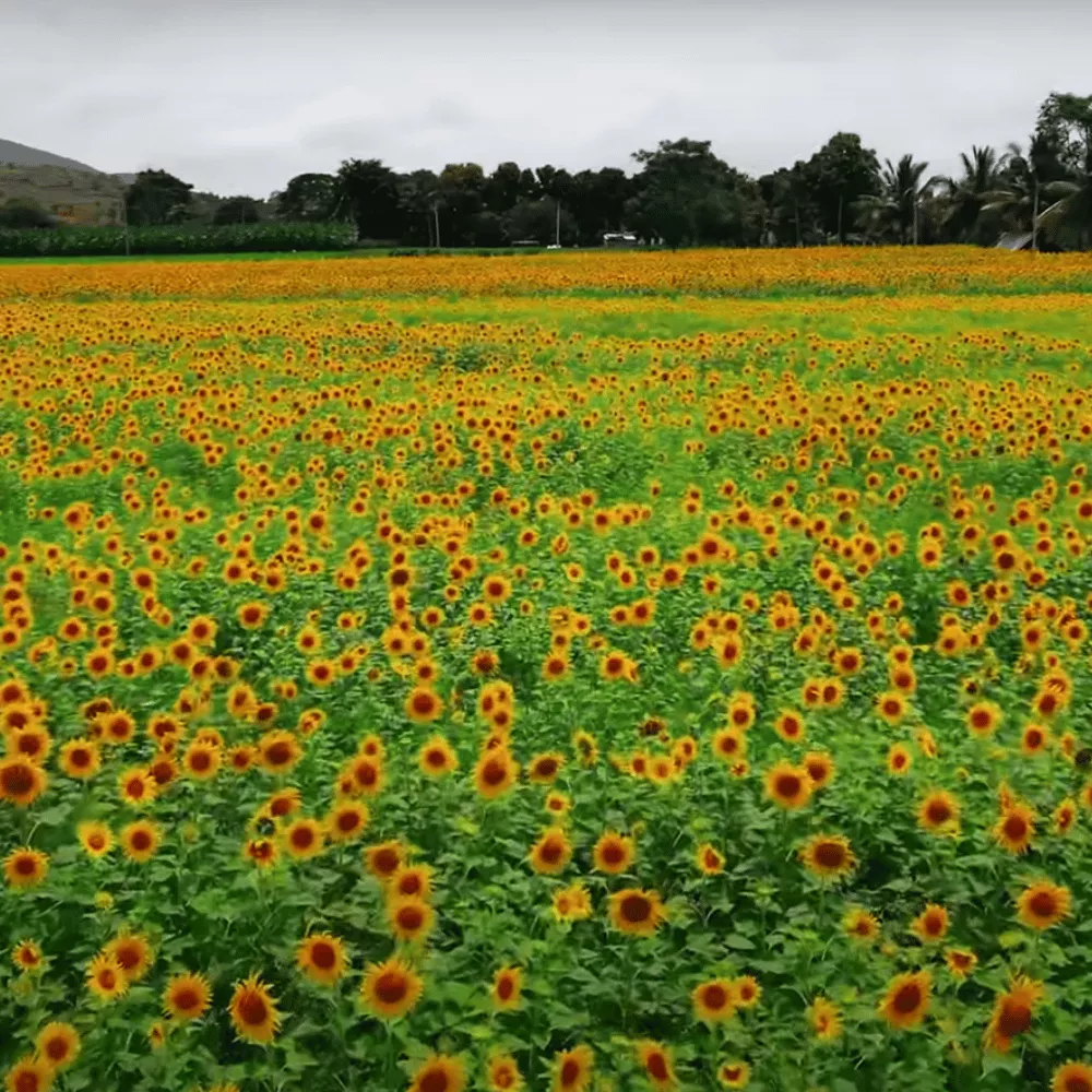 Gundlupet Sunflower Fields