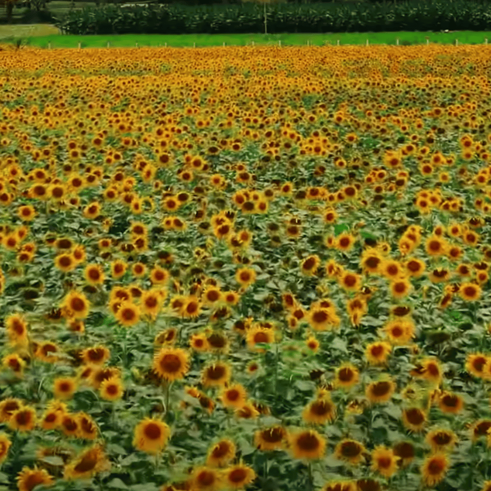 Gundlupet Sunflower Fields