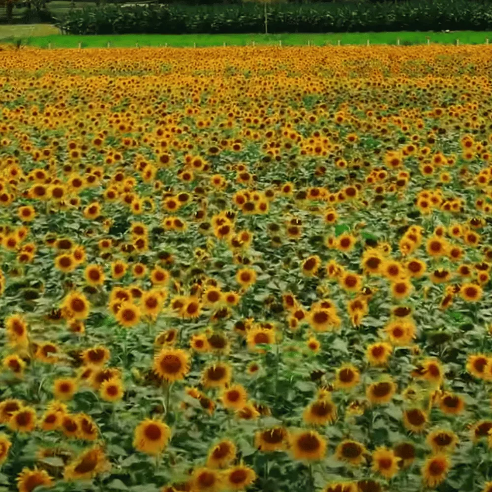 Gundlupet Sunflower Fields