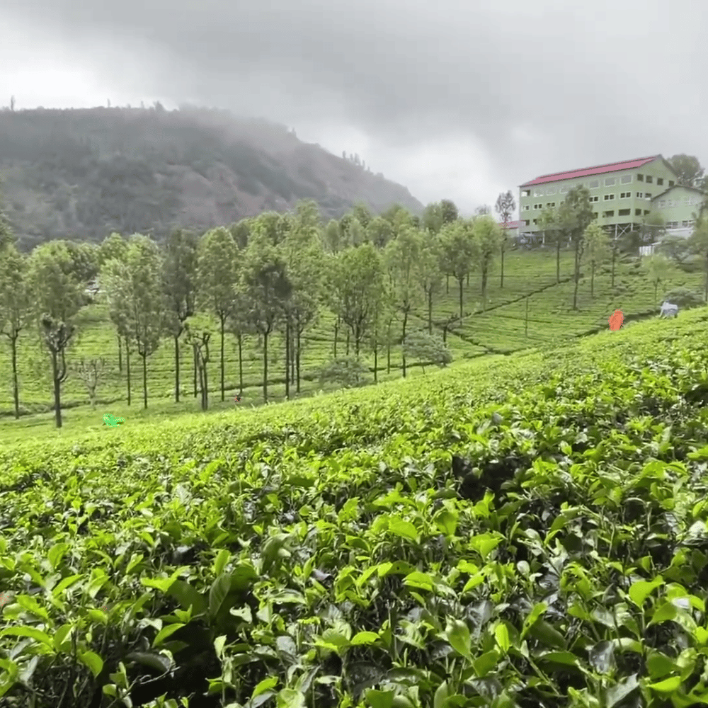 Highfield Tea Factory