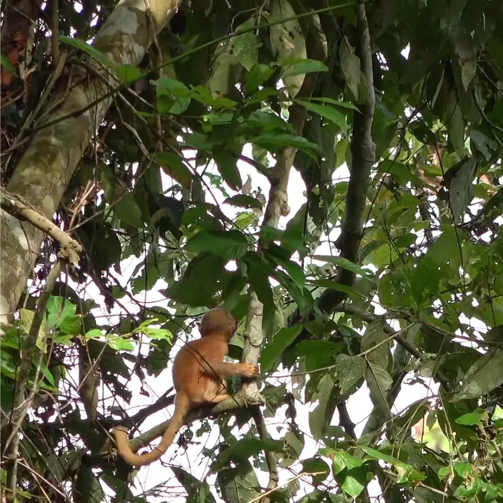 Hoollongapar Gibbon Sanctuary