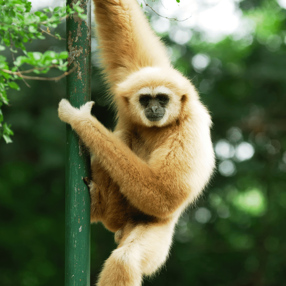 Hoollongapar Gibbon Sanctuary