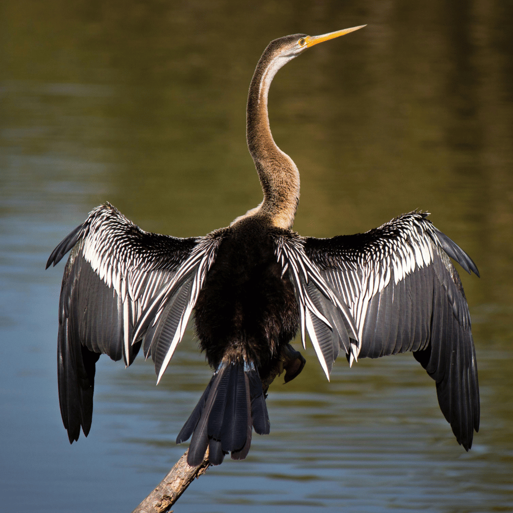 Indira Gandhi Wildlife Sanctuary