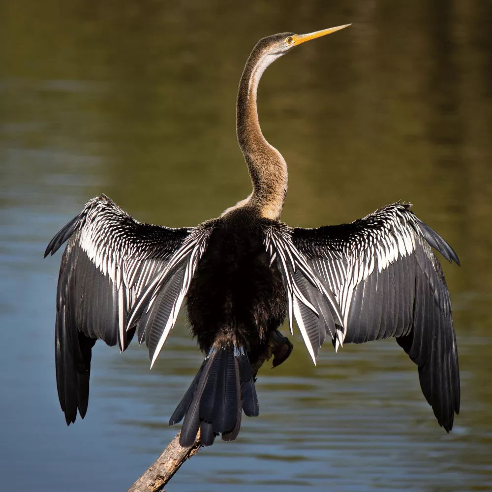 Indira Gandhi Wildlife Sanctuary