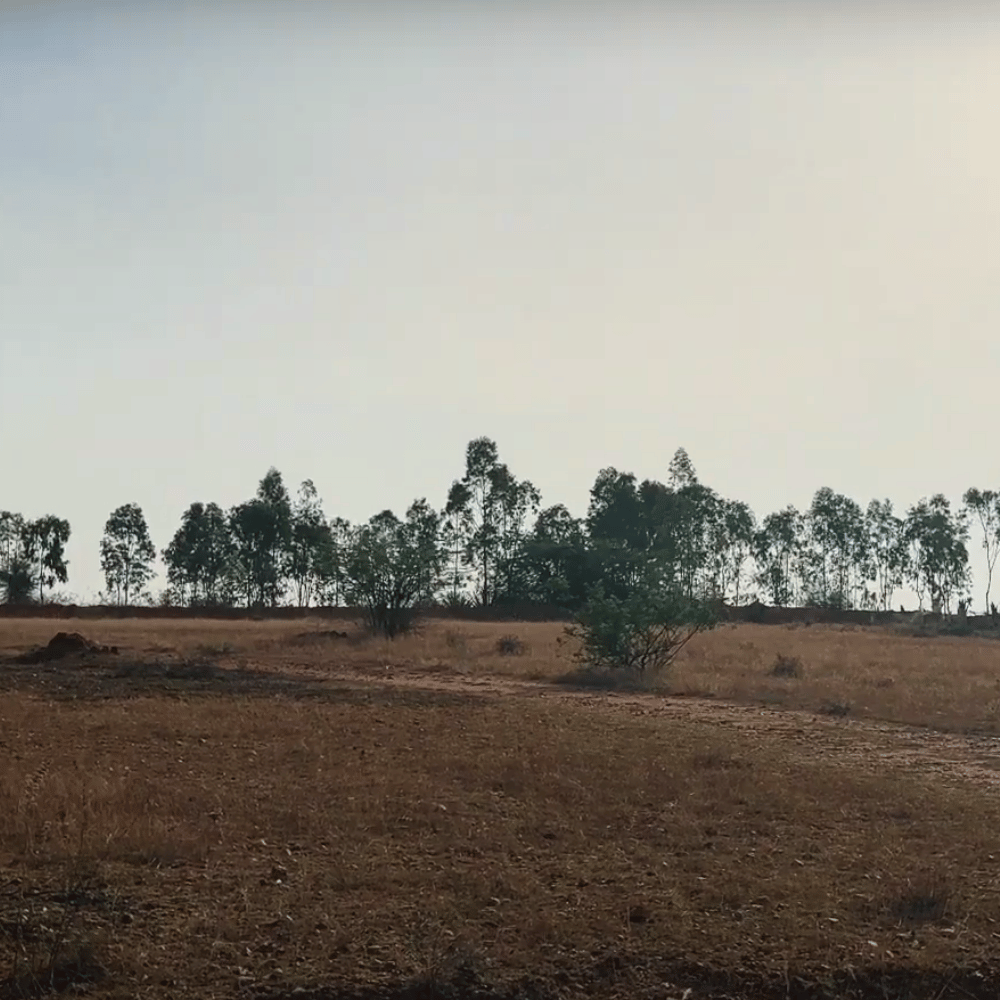 Jayamangali Blackbuck Reserve