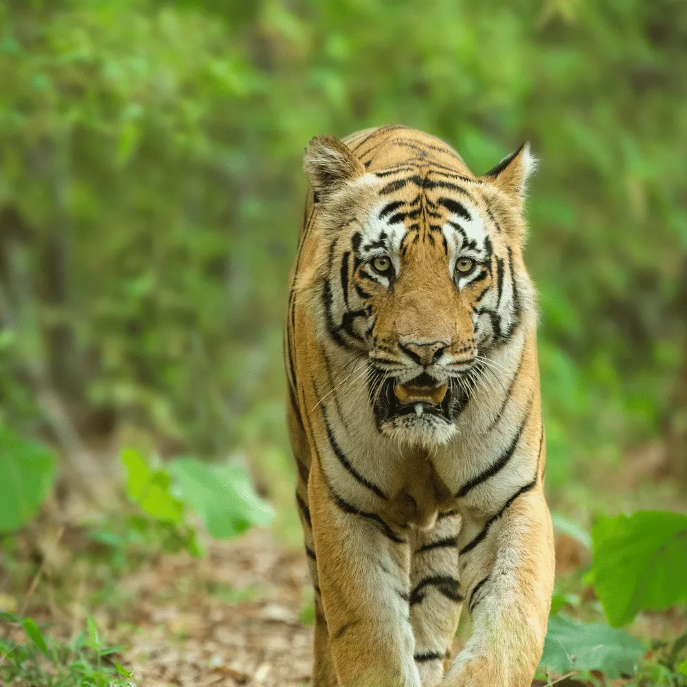 Jim Corbett National Park