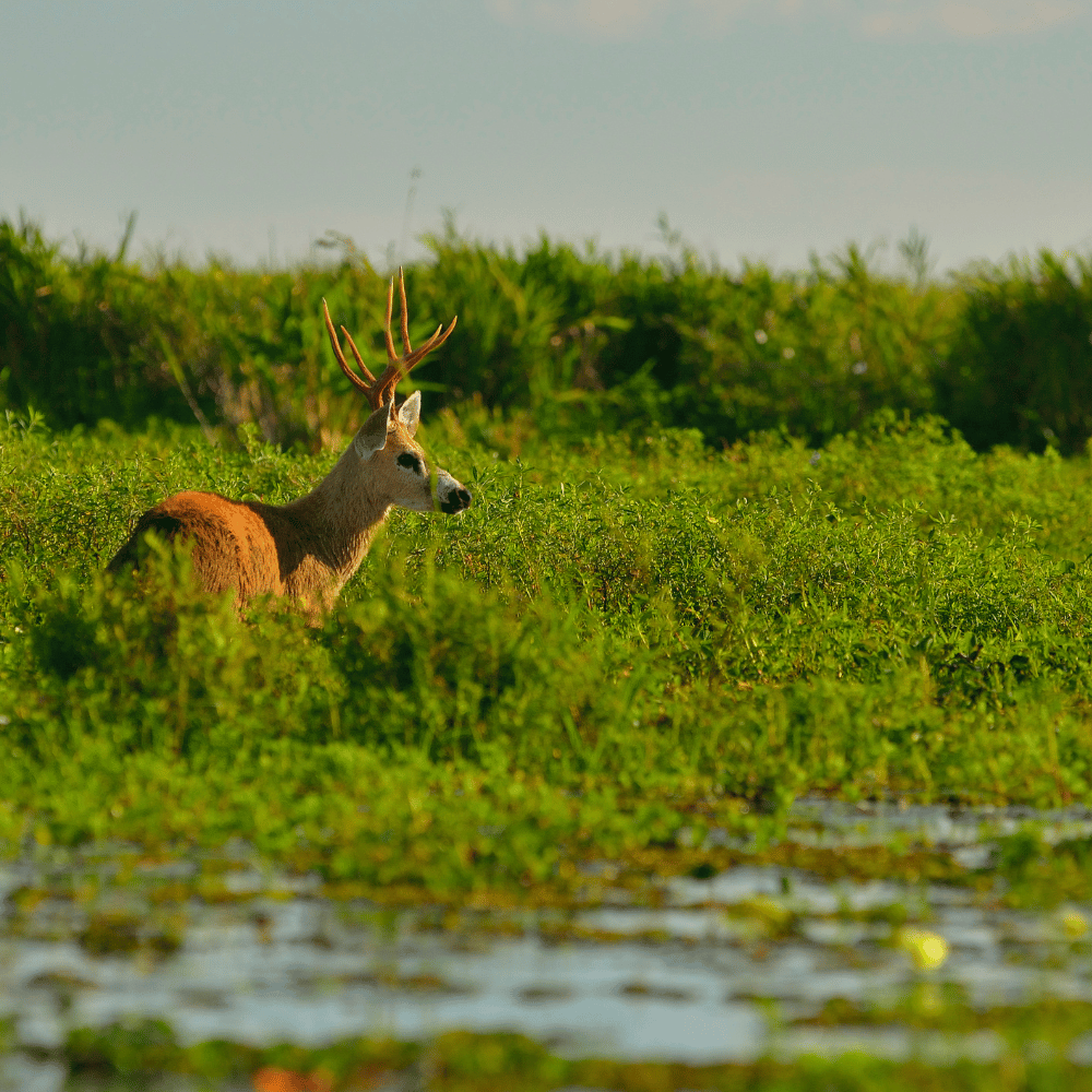 Kachugaon Game Reserve