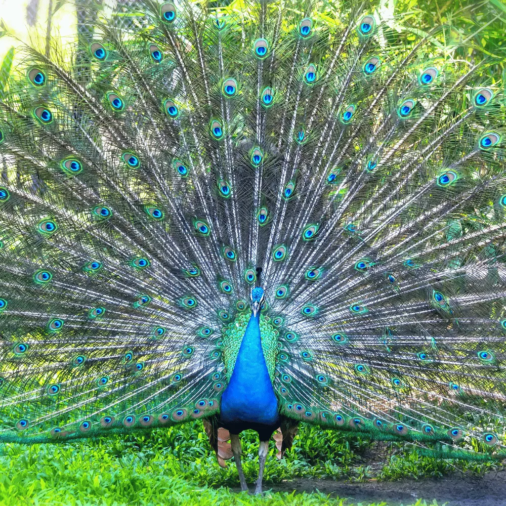 Kalakadu Wildlife Sanctuary