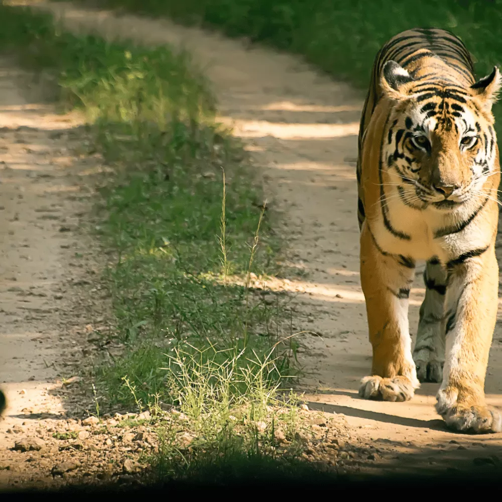 Kanha Kisli National Park