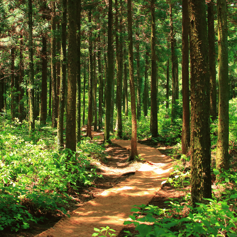 Kannavam Forest