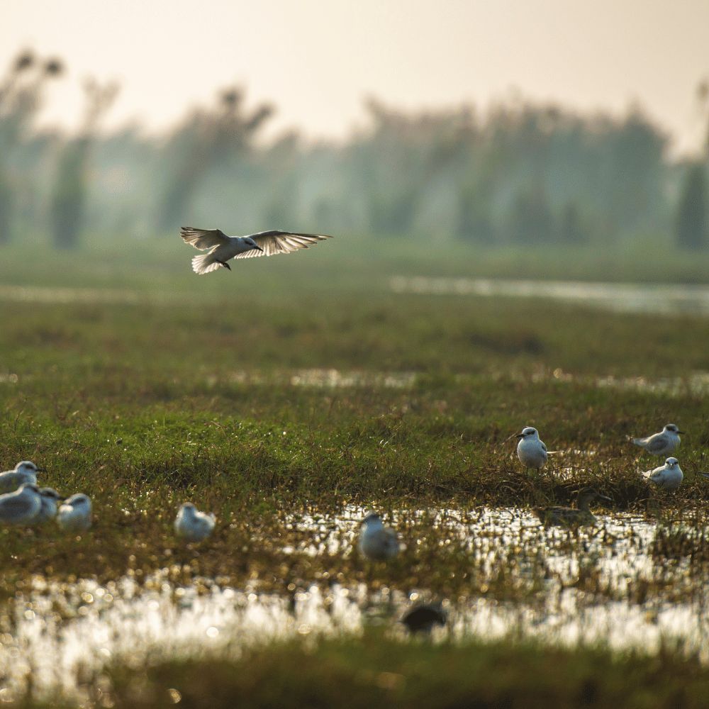 Karera Bird Sanctuary