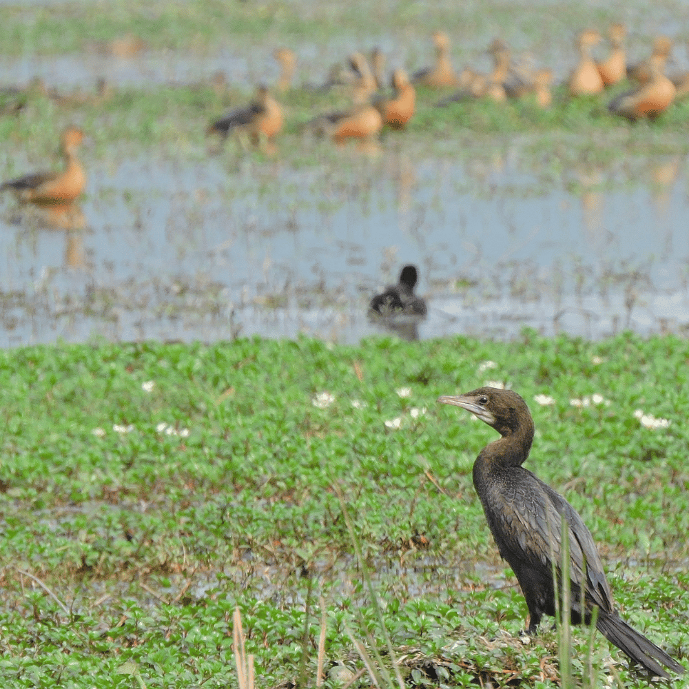 Katepurna Wildlife Sanctuary
